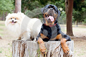 Rottweiler dog and a Pomeranian dog sitting on a log in the forest