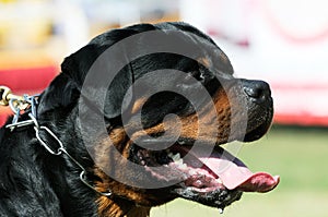 Rottweiler dog portrait