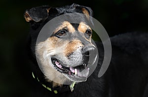 Rottweiler dog portrait on black background