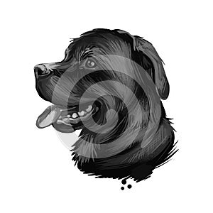 Rottweiler dog portrait isolated on white