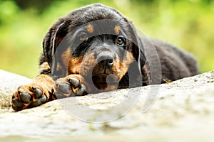 Rottweiler Dog Pup