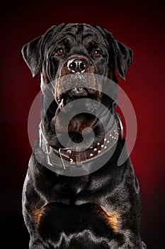 Rottweiler dog on red backround