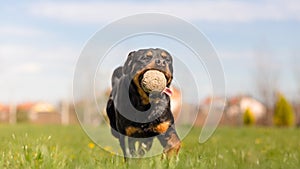 Rottweiler dog running