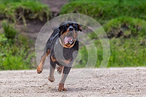 Rottweiler Dog Running In The Rain