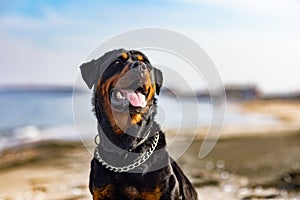 Rottweiler dog sits on the beach against the backdrop of the sea