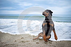 Rottweiler dog sits on the beach against the backdrop of the sea