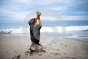 Rottweiler dog sits on the beach against the backdrop of the sea