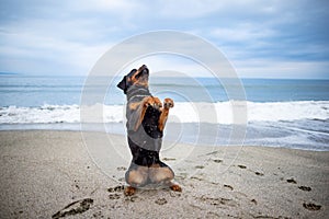 Rottweiler dog sits on the beach against the backdrop of the sea