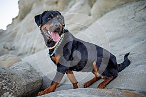 Rottweiler dog sits on the beach against the backdrop of the sea