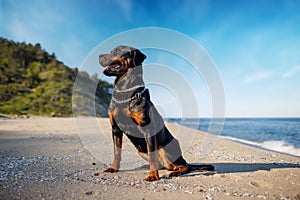 Rottweiler dog sits on the beach against the backdrop of the sea