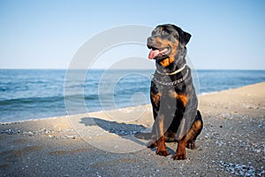 Rottweiler dog sits on the beach against the backdrop of the sea