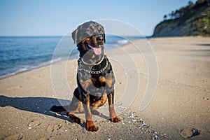 Rottweiler dog sits on the beach against the backdrop of the sea