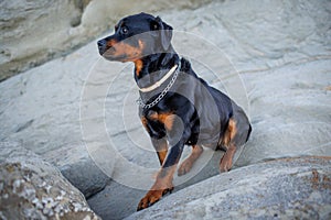 Rottweiler dog sits on the beach against the backdrop of the sea