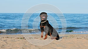 Rottweiler dog sits on the beach against the backdrop of the sea