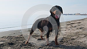 Rottweiler dog sits on the beach against the backdrop of the sea