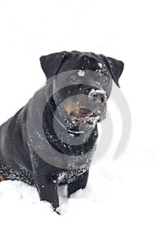 Rottweiler Dog Sitting in Snow after Playing