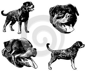 Rottweiler dog sketch illustration