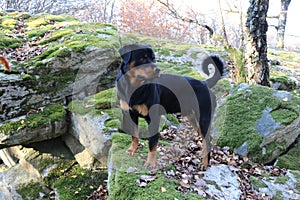 Rottweiler dog standing on moss overgrown rocks