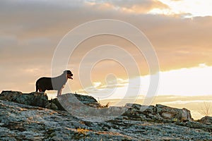 Rottweiler dog standing on top of mountain with view of forrest leading to the horizon