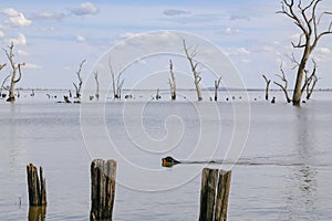 Rottweiler dog swimming at Kow Swamp, Victoria Australia