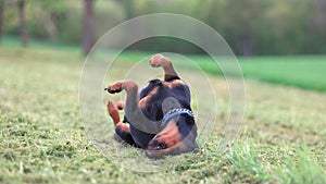 Rottweiler dog tumbles and wallows in a meadow with green and mowed grass in the countryside