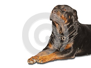 Rottweiler dogs that are fierce but cute