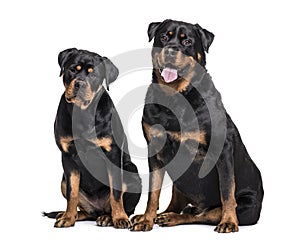 Rottweiler dogs sitting against white background