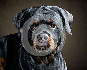 Rottweiler Face On in Studio with Brown Backdrop