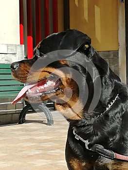 Rottweiler front of snackbar