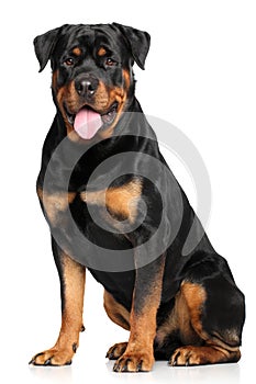 Rottweiler in front of white background