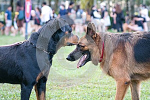 Rottweiler and German Shepherd dog facing each other in a public park
