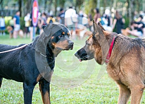 Rottweiler and German Shepherd dog facing each other in a public park