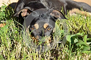 Rottweiler German Shepherd mix dog laying on grass in sunlight