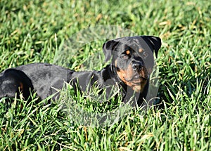 Rottweiler in the grass