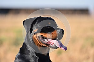 Rottweiler in the grass