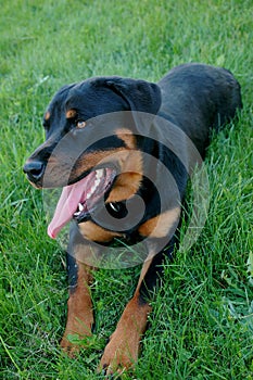 Rottweiler on grass