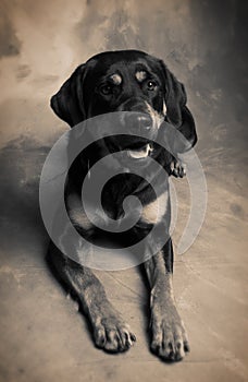 Rottweiler guard dog
