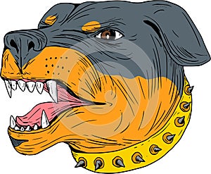 Rottweiler Guard Dog Head Aggressive Drawing