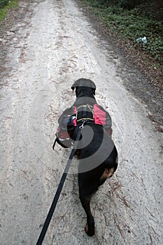 Rottweiler Hike photo