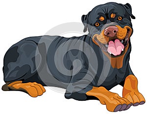 Rottweiler