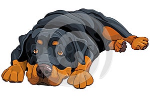 Rottweiler