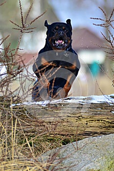 Rottweiler jumping a log