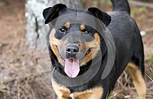 Rottweiler and Kelpie mixed breed dog outside on leash