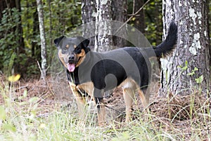 Rottweiler and Kelpie mixed breed dog outside on leash