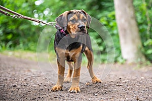Rottweiler Labrador Mix puppy baby guard dog relaxing outdoors Mixed breed dog Close-up