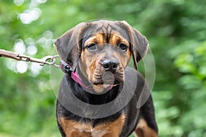 Rottweiler Labrador Mix puppy baby guard dog relaxing outdoors Mixed breed dog Close-up