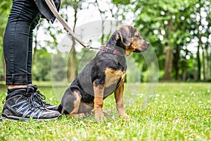 Rottweiler Labrador Mix puppy baby guard dog relaxing outdoors Mixed breed dog Close-up