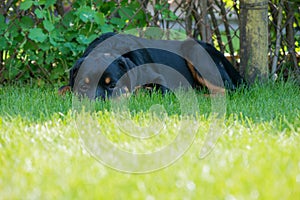 Rottweiler laying down