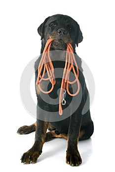 Rottweiler and leash