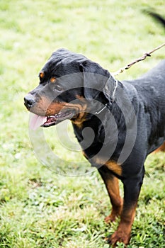 Rottweiler on a leash